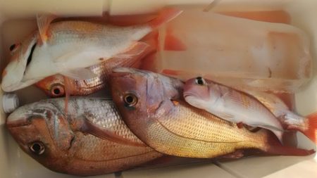 遊漁船 新鋭丸 釣果