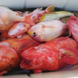 遊漁船 新鋭丸 釣果