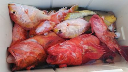 遊漁船 新鋭丸 釣果