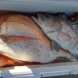 遊漁船 新鋭丸 釣果