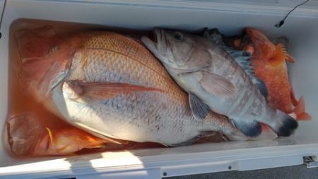 遊漁船 新鋭丸 釣果