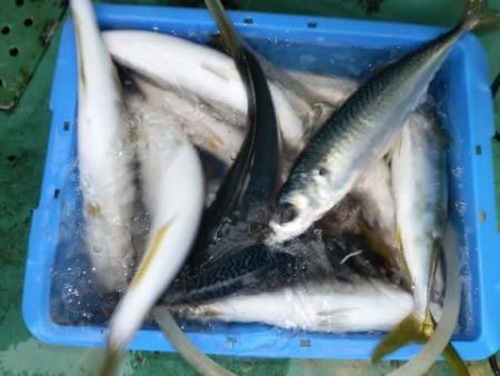 第二むつ漁丸 釣果