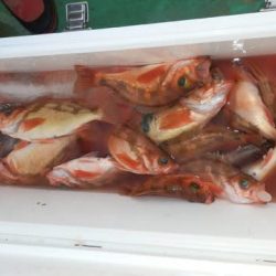 第二むつ漁丸 釣果