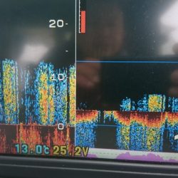 遊漁船 ニライカナイ 釣果