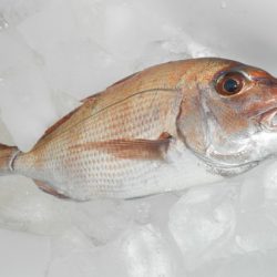 こうゆう丸 釣果