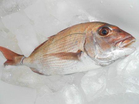 こうゆう丸 釣果