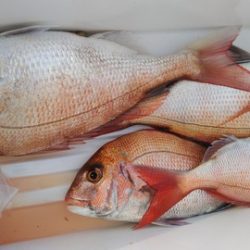 遊漁船 新鋭丸 釣果