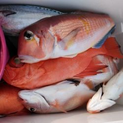 遊漁船 新鋭丸 釣果