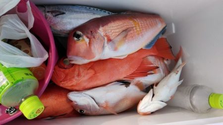 遊漁船 新鋭丸 釣果