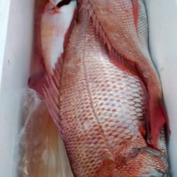 遊漁船 新鋭丸 釣果