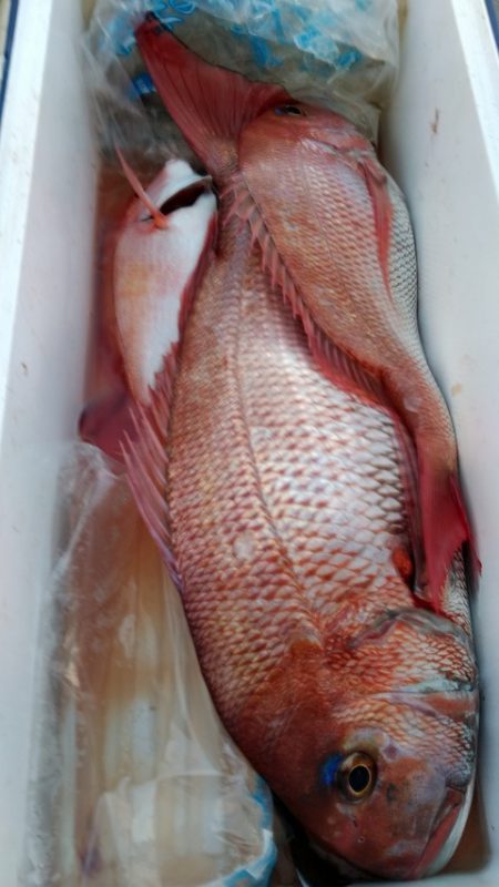 遊漁船 新鋭丸 釣果