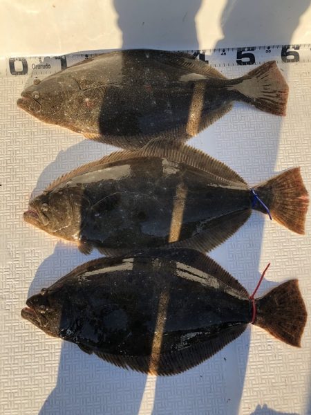 Magic(マジック) 釣果