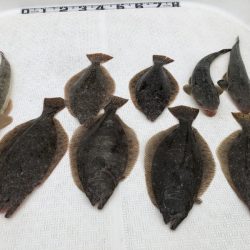 Magic（マジック） 釣果