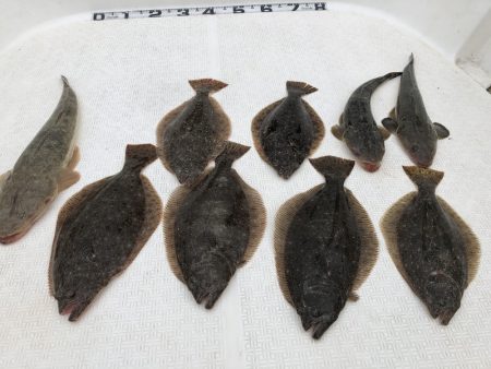 Magic（マジック） 釣果