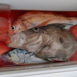 遊漁船 新鋭丸 釣果