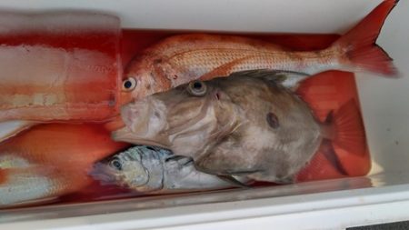 遊漁船 新鋭丸 釣果