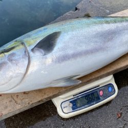 まるいち丸 ZERO-1 釣果