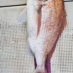 遊漁船 ニライカナイ 釣果