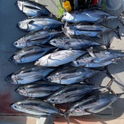 へいみつ丸 釣果