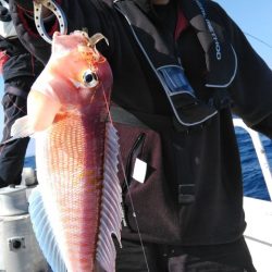 遊漁船 新鋭丸 釣果