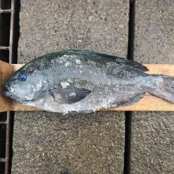 伊豆下田フィッシング 釣果