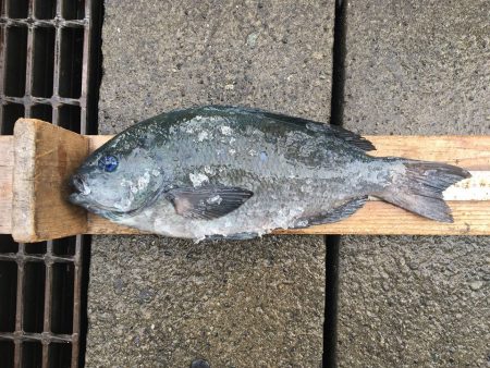 伊豆下田フィッシング 釣果
