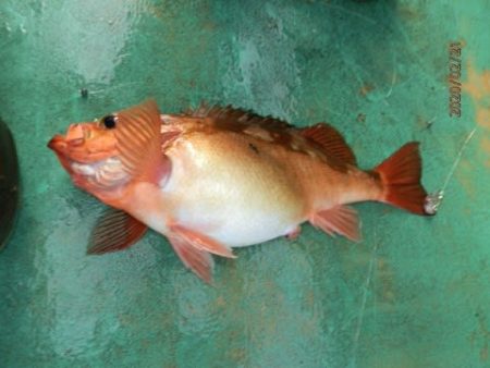 第二むつ漁丸 釣果