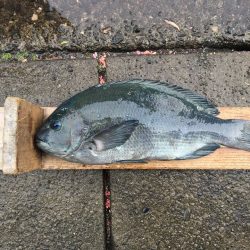 伊豆下田フィッシング 釣果