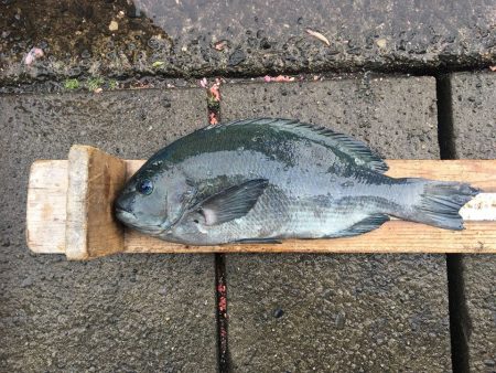 伊豆下田フィッシング 釣果