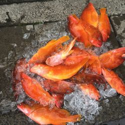 伊豆下田フィッシング 釣果