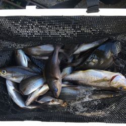 伊豆下田フィッシング 釣果