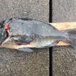 伊豆下田フィッシング 釣果