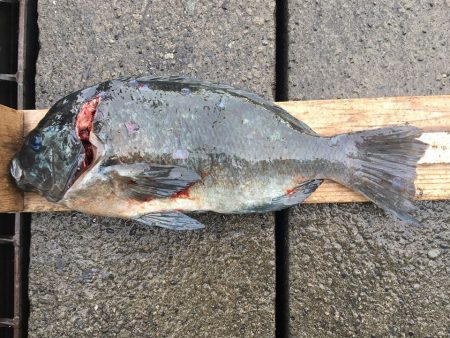 伊豆下田フィッシング 釣果