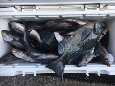 伊豆下田フィッシング 釣果