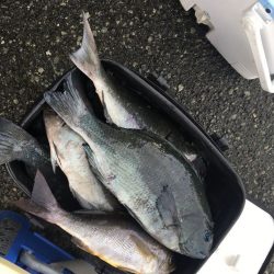 伊豆下田フィッシング 釣果