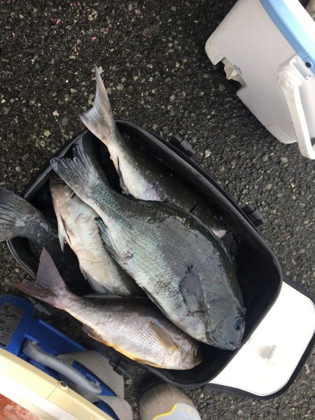 伊豆下田フィッシング 釣果