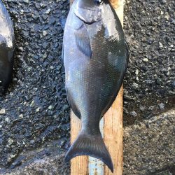 伊豆下田フィッシング 釣果