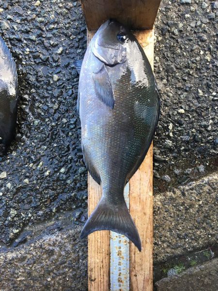 伊豆下田フィッシング 釣果