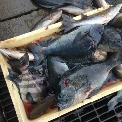 伊豆下田フィッシング 釣果
