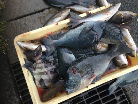 伊豆下田フィッシング 釣果