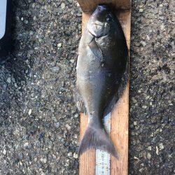 伊豆下田フィッシング 釣果