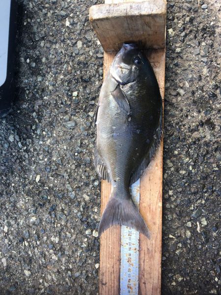 伊豆下田フィッシング 釣果