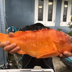 伊豆下田フィッシング 釣果