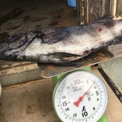 伊豆下田フィッシング 釣果