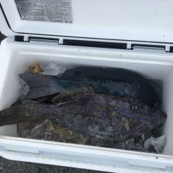 伊豆下田フィッシング 釣果