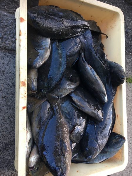 伊豆下田フィッシング 釣果