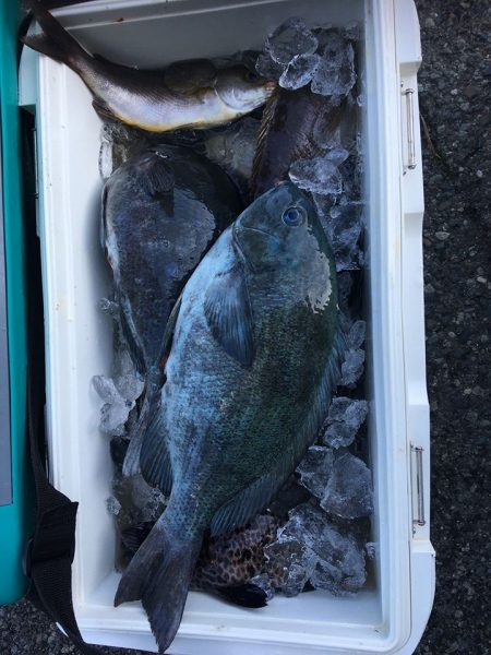 伊豆下田フィッシング 釣果