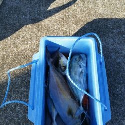 第五慶門丸 釣果