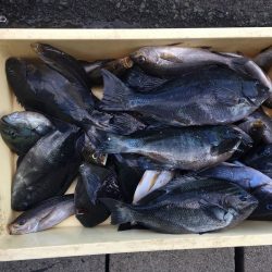 伊豆下田フィッシング 釣果