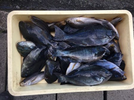 伊豆下田フィッシング 釣果